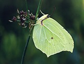 Brimstone butterfly (Gonepteryx rhamni) image ref 157