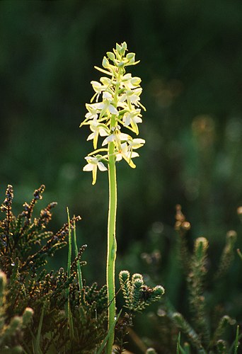 Nature in the New Forest : Lesser Butterfly Orchid (Platanthera bifolia)