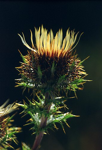Nature in the New Forest : Carline Thistle (Carlina vulgaris)