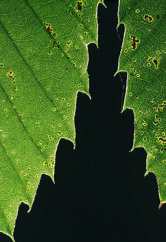 Nature in the New Forest : Backlit Sweet Chestnut Leaves