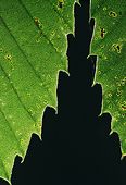 Backlit Sweet Chestnut Leaves image ref 73