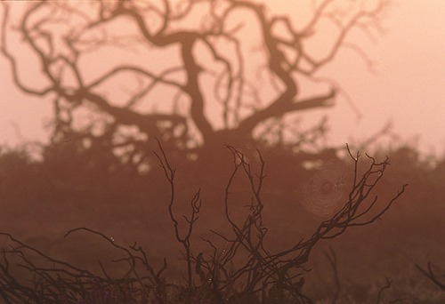 Nature in the New Forest : Cobweb on Burnt Gorse