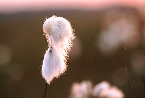 Nature in the New Forest : Cotton Grass (Eriophorum angustifolium)