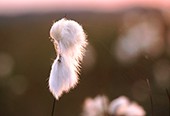 Cotton Grass (Eriophorum angustifolium) image ref 160