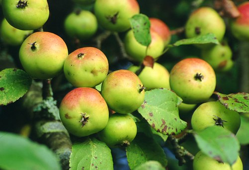 Nature in the New Forest : Ripe Crab Apples (Malus sylvestris)