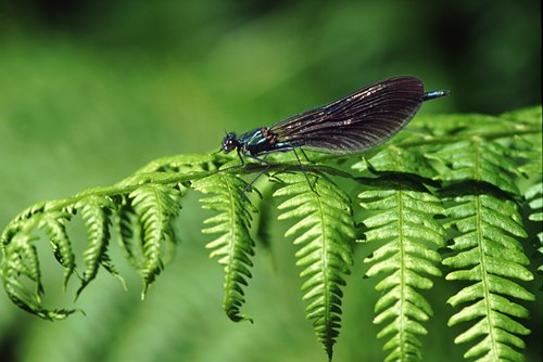 Beautiful Demoiselle (Calopteryx virgo)
image ref 74 Nature in the New Forest : Beautiful Demoiselle (Calopteryx virgo)
