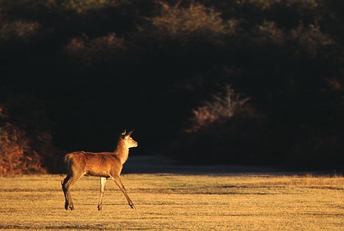 Nature in the New Forest : Red Deer Fawn