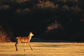 Red Deer Fawn image ref 120