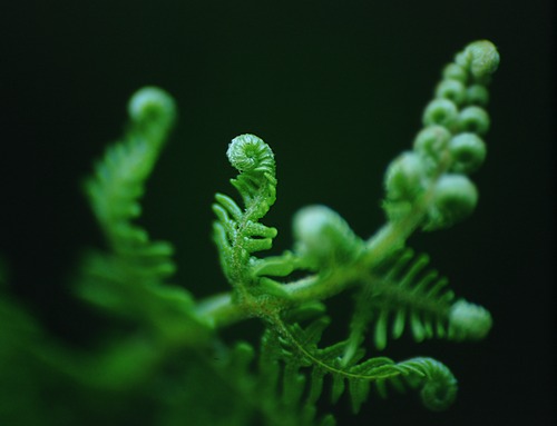 Nature in the New Forest : Unfurling Fern Frond