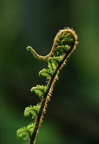 Nature in the New Forest : Unfurling Male Fern (Dryopteris filix-mas)
