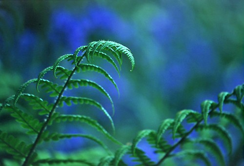 Nature in the New Forest : Fern fronds and bluebells
