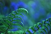 Fern fronds and bluebells image ref 159