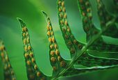 Common Polypody Spores (Polypodium vulgare) image ref 92