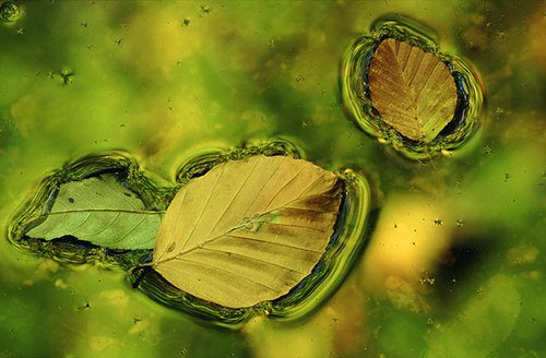 Nature in the New Forest : Floating Beech Leaves