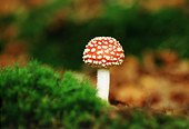 Fly Agaric (Amanita muscaria) image ref 82