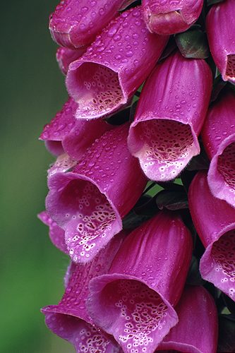 Nature in the New Forest : Foxgloves in the Rain (Digitalis purpurea)