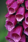 Foxgloves in the Rain (Digitalis purpurea) image ref 94