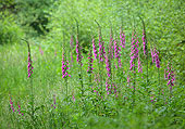 Foxgloves in Pondhead Inclosure image ref 357