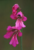 Raindrops on Wild Gladiolus (Gladiolus illyricus) image ref 54