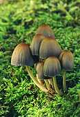 Glistening Ink Cap (Coprinus micaceus) image ref 7