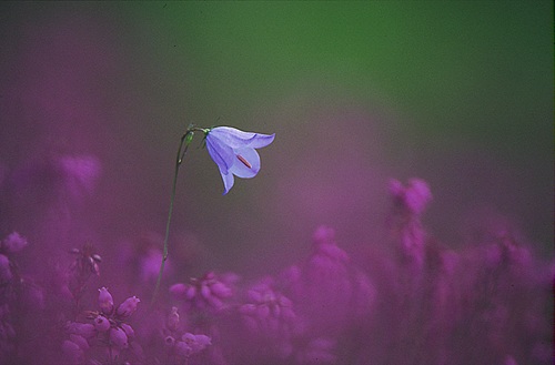 Nature in the New Forest : Harebell and Heather