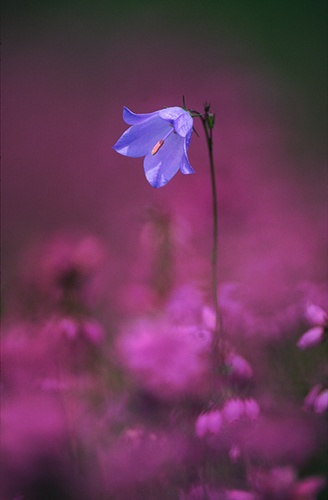 Nature in the New Forest : Harebell among Bell Heather