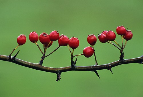 Nature in the New Forest : Hawthorn Berries (Crategus monogyna)