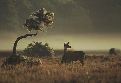 Nature in the New Forest : Red Deer Hinds (Cervus elaphus)