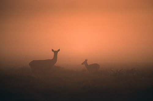 Nature in the New Forest : Red Deer Hind and Fawn in the Mist at First Light