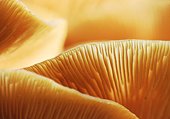 Honey Fungus Close-up (Armillaria mellea) image ref 125