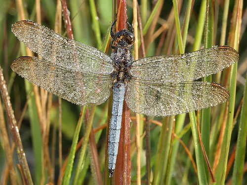 Nature in the New Forest : Keeled Skimmer (Orthetrum coerulescens)