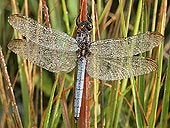 Keeled Skimmer (Orthetrum coerulescens) image ref 248