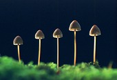 Mycena Fungi image ref 80