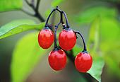 Bittersweet Berries (Solanum dulcamara) image ref 96