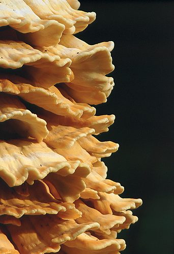 Nature in the New Forest : Sulphur Polypore (Laetiporus sulphureus)