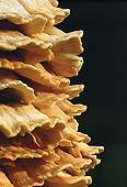 Sulphur Polypore (Laetiporus sulphureus) image ref 126