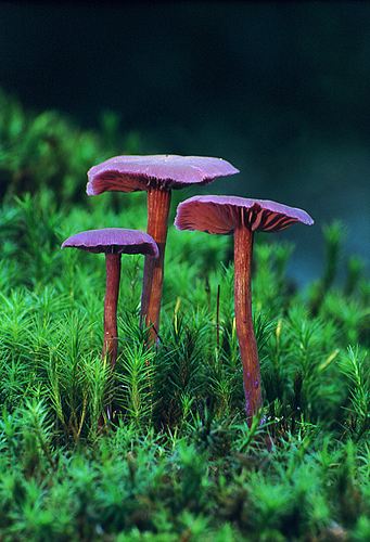 Nature in the New Forest : Cortinarius puniceus