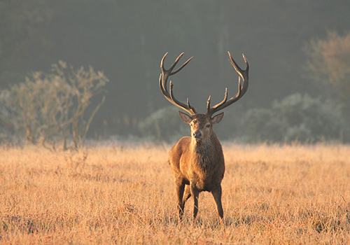 Nature in the New Forest : Red Deer Stag in the Frost