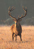 Red Deer Stag in the Frost