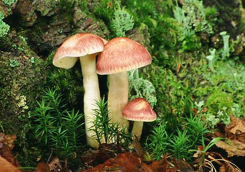 Nature in the New Forest : Red and Yellow Fungus