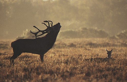 About The New Forest : Red Deer Stag (Cervus elaphus)