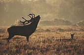 Red Deer Stag (Cervus elaphus) image ref 36