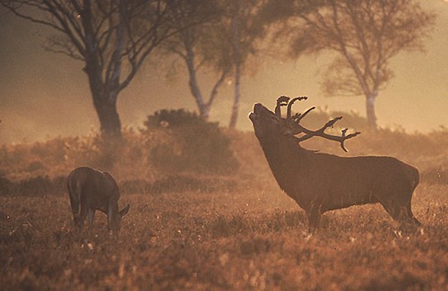 New Forest image: Red Deer Stag and Hind (Cervus elaphus)