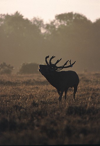 Bellowing Red Deer Stag (Cervus elaphus)
image ref 59 Nature in the New Forest : Bellowing Red Deer Stag (Cervus elaphus)