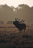 Bellowing Red Deer Stag (Cervus elaphus) image ref 59