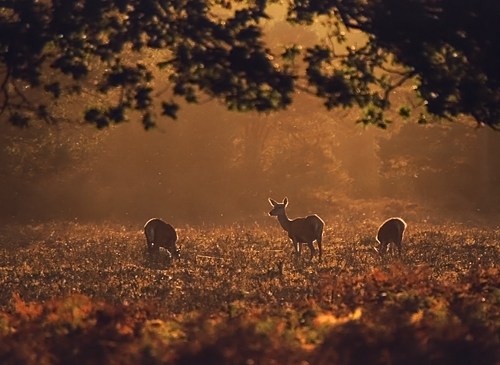 Nature in the New Forest : Red deer hinds in evening light