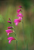 Wild Gladioli (Gladiolus illyricus) image ref 85