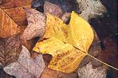 Wet Tulip Tree Leaves (Liriodendron tulipifera) image ref 127