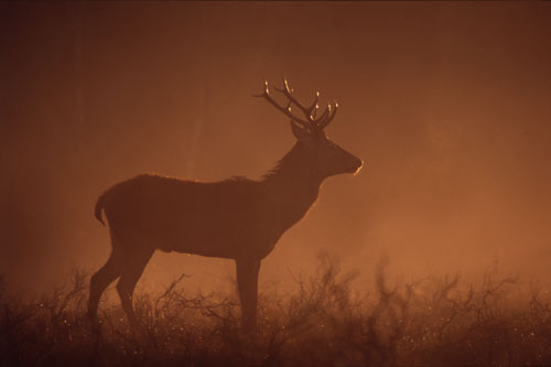 Nature in the New Forest : Young Stag in the Morning Mist