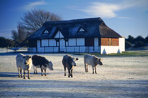 About The New Forest : Cows at Bolton